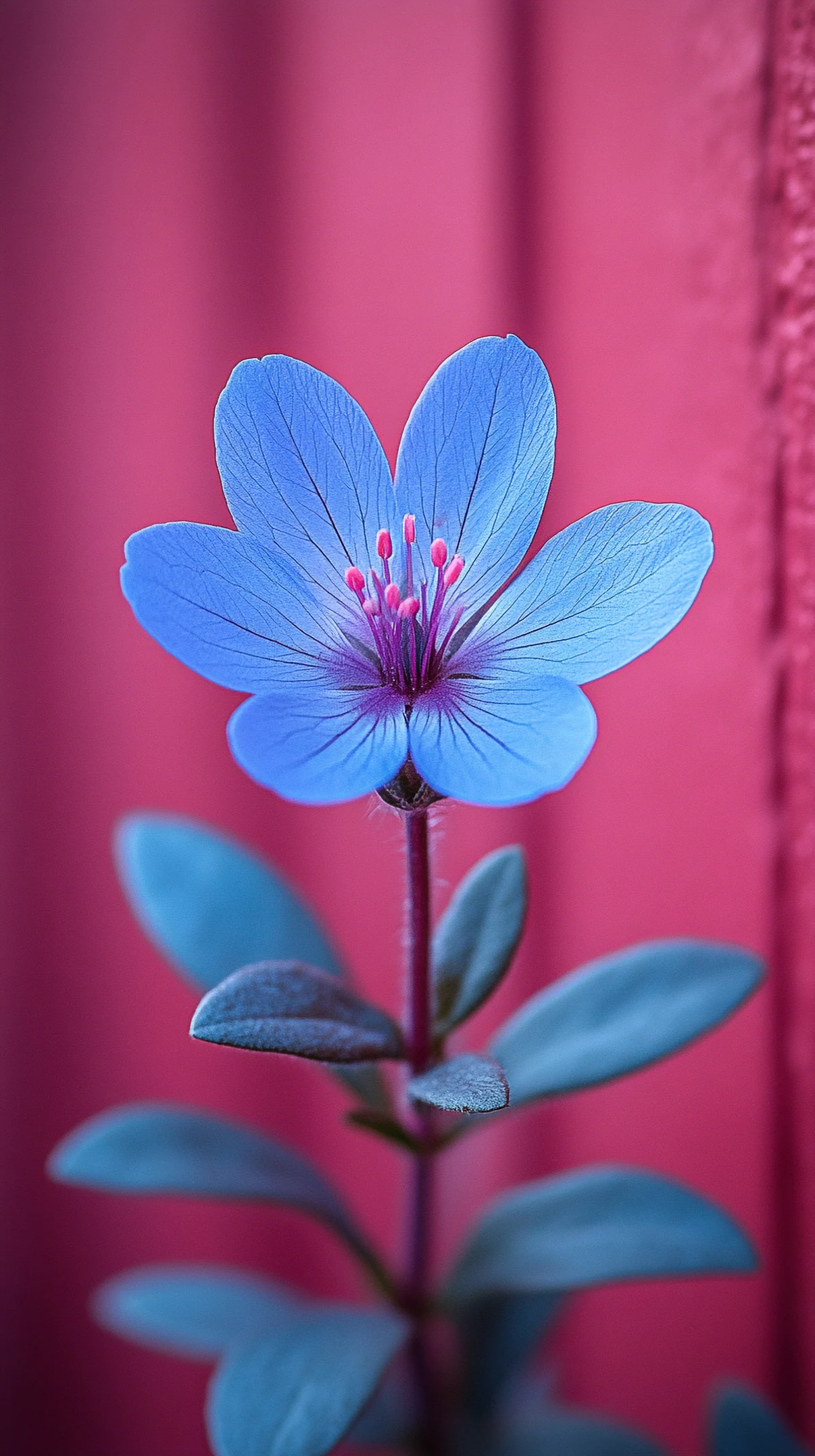 Blue Flower Nature mobile wallpaper